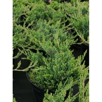 Kadagys horizontalusis  (Juniperus horizontalis) 'Bar Harbor' IŠPARDUOTA'